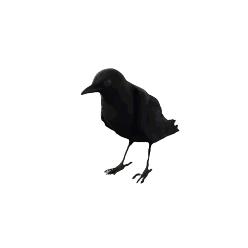 Sunda Whistling-Thrush